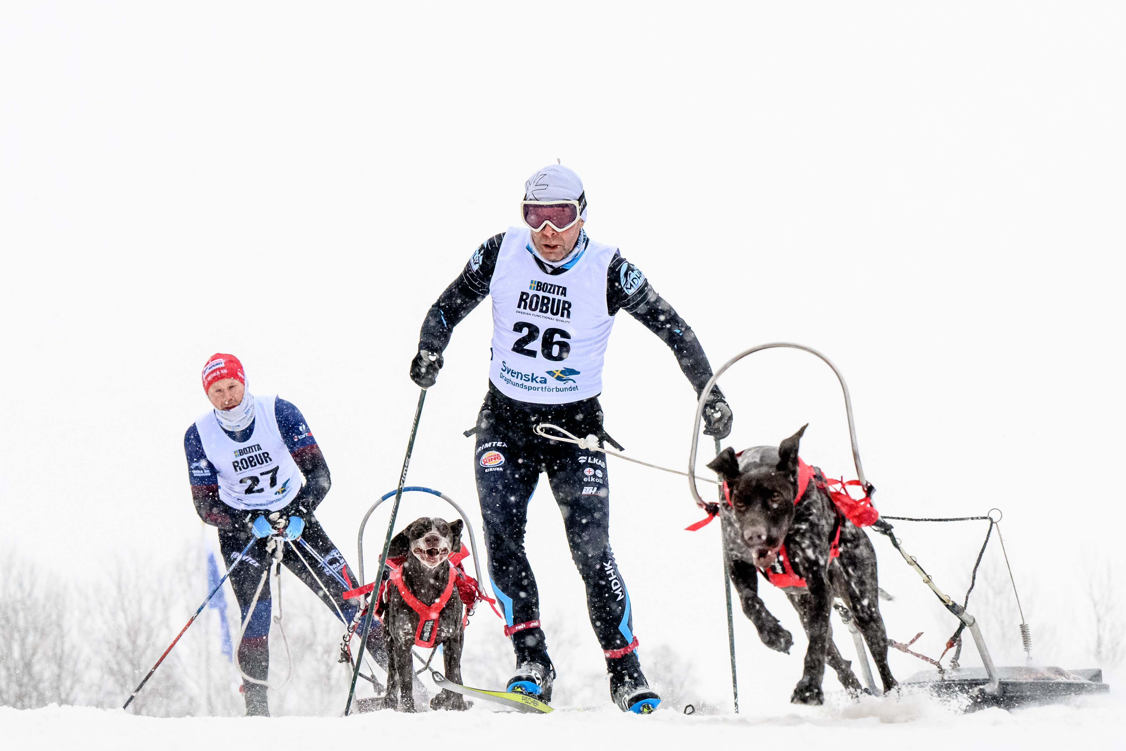 Sled dog racing Sm veckan