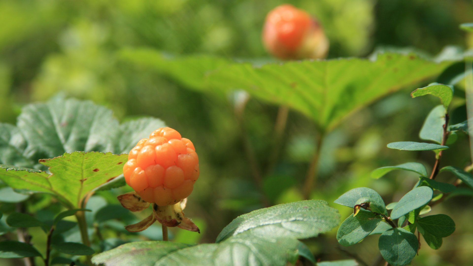 cloudberries