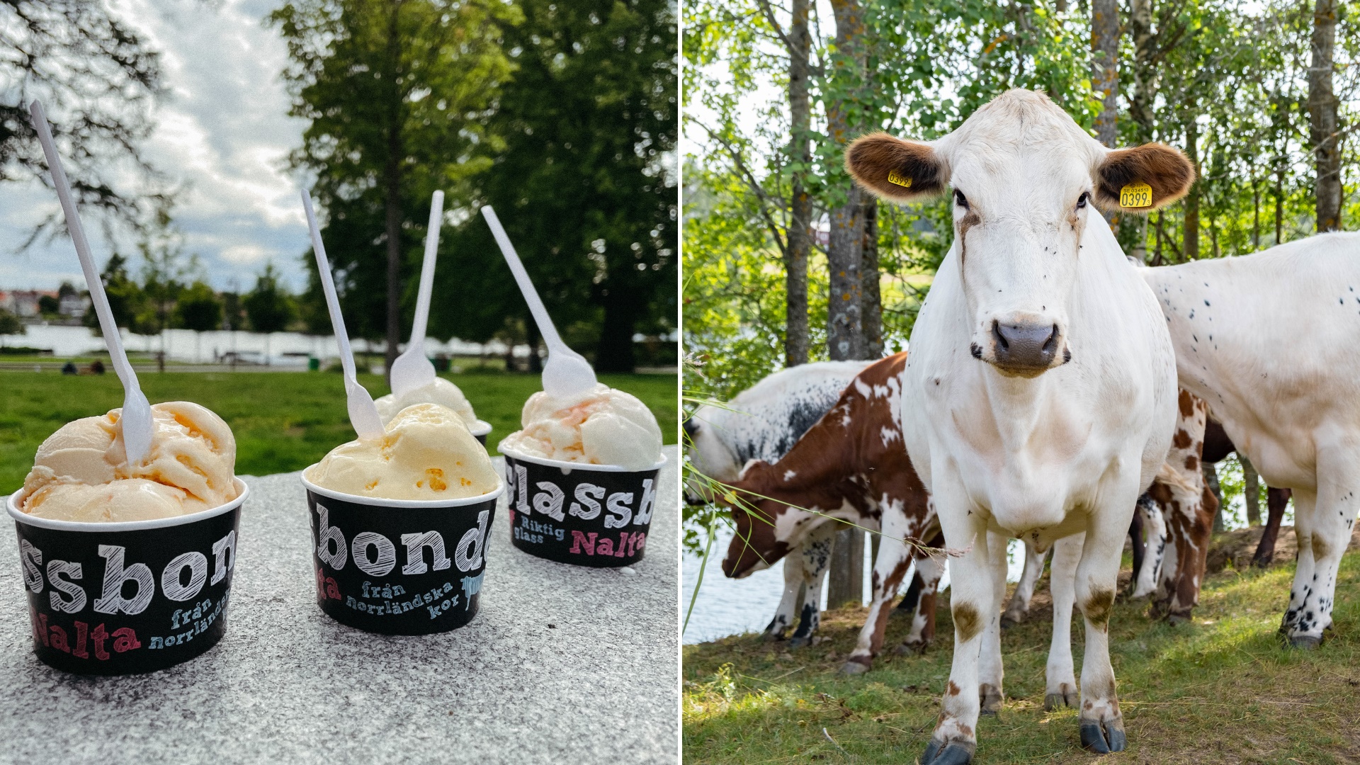 Glass och kor