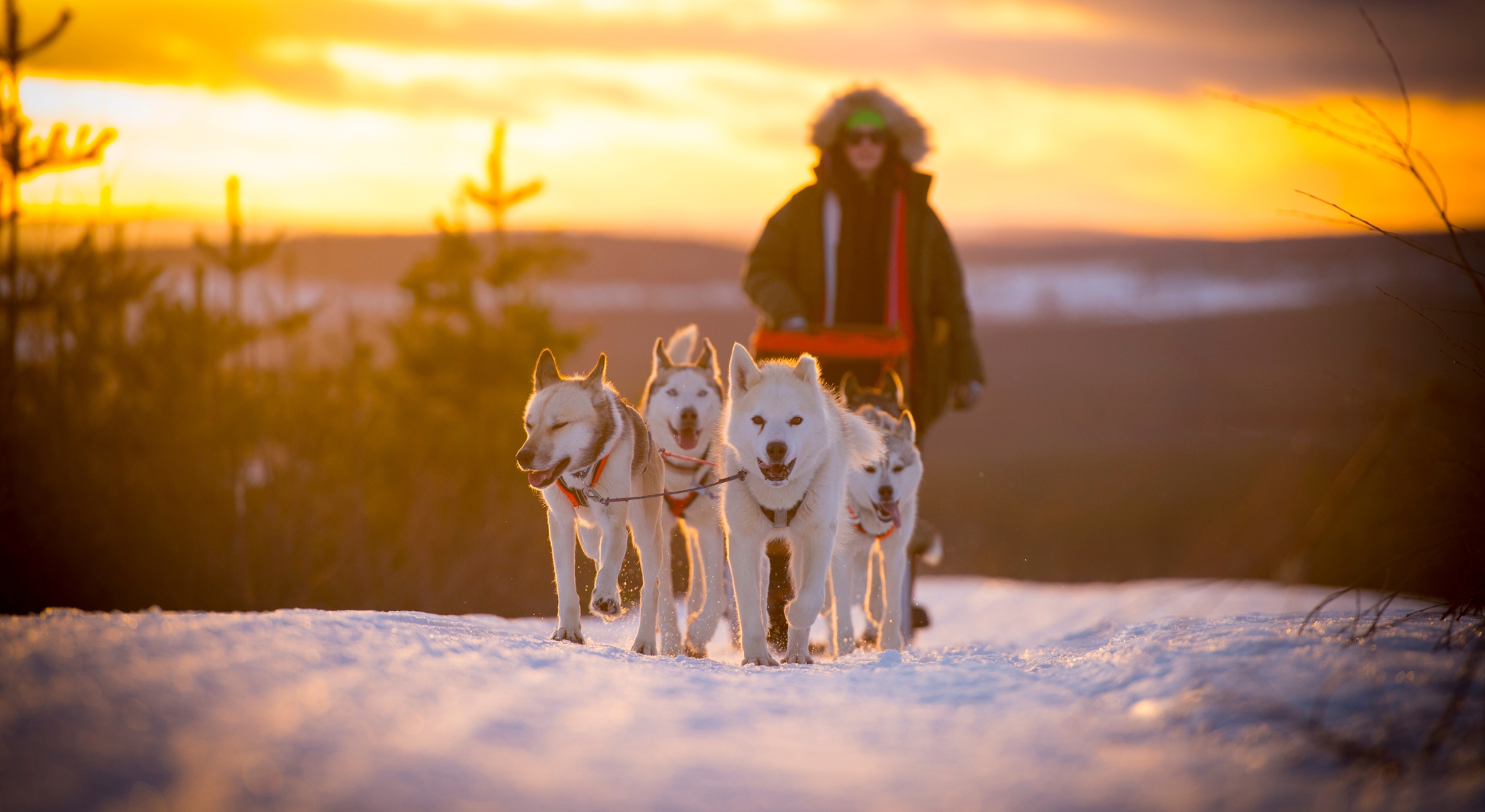 Hundspann i Granö