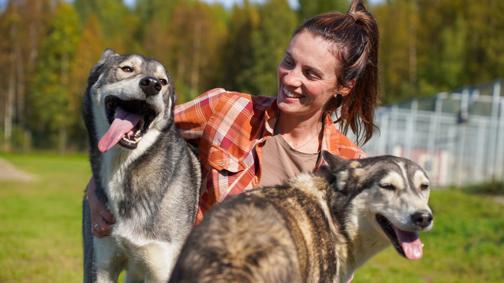 Spruce Island Husky