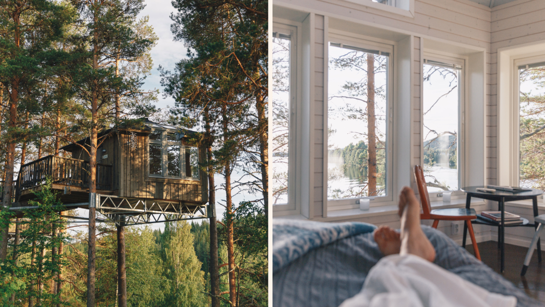 fågelnäste granö sommar