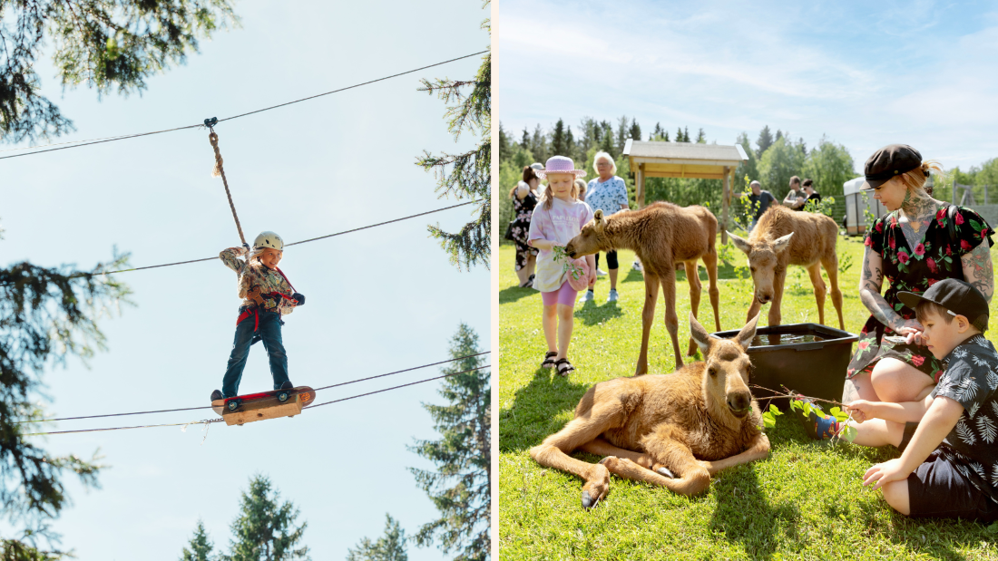 Älgens hus och zip adventure park