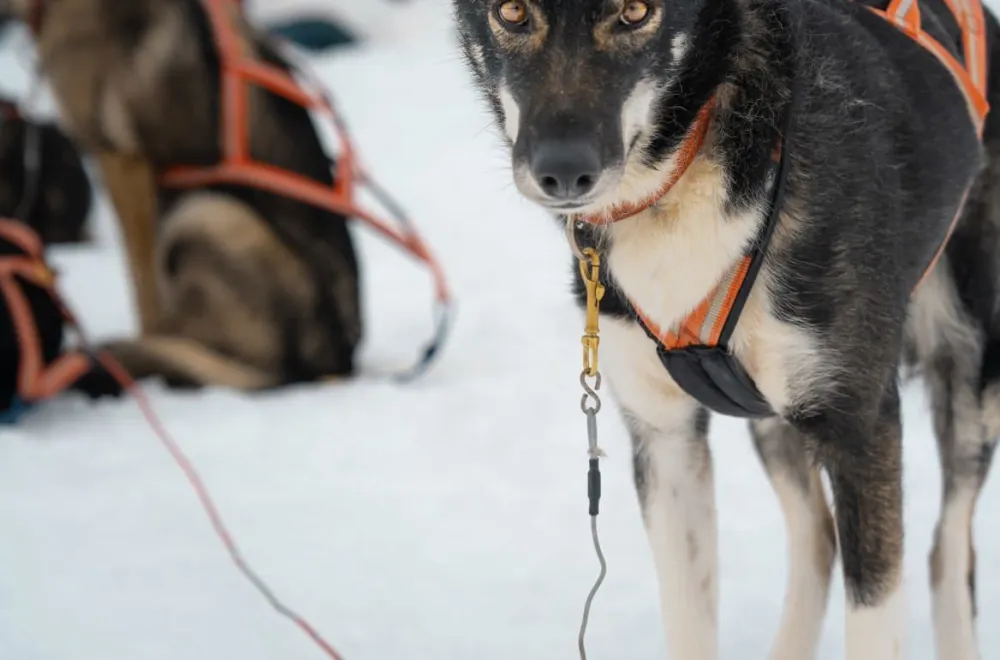Happy Paws Adventure & Training