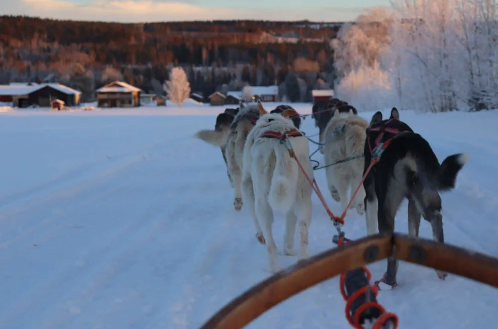 Happy Paws Adventure & Training