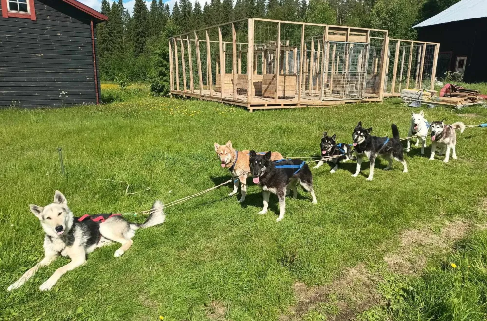 Dogsledding Tours at VitaNorse