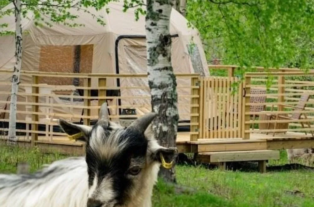 Glamorous camping with goats