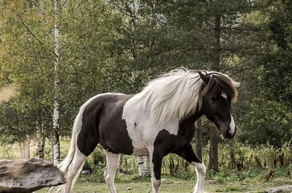 Umeå Icelandic Horse Meeting