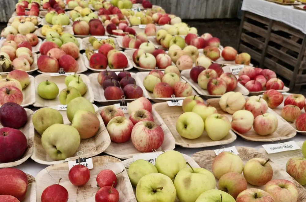 Apple days at Smultronstället