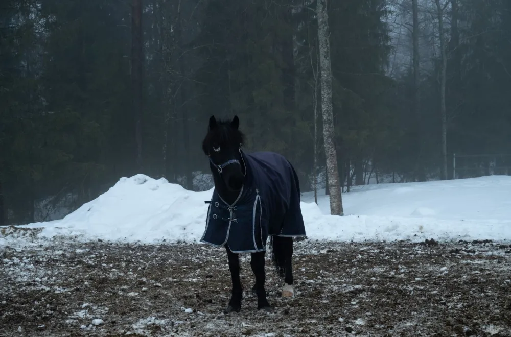 Ghost Walk with Umeå Riding Club
