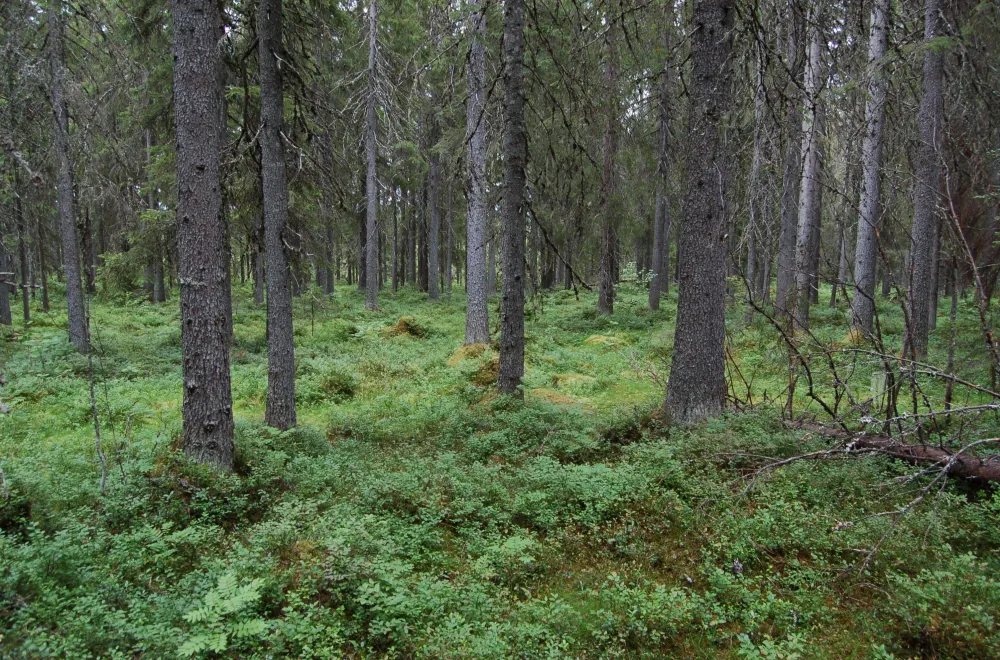 Gullsjöleden (copy) (copy)