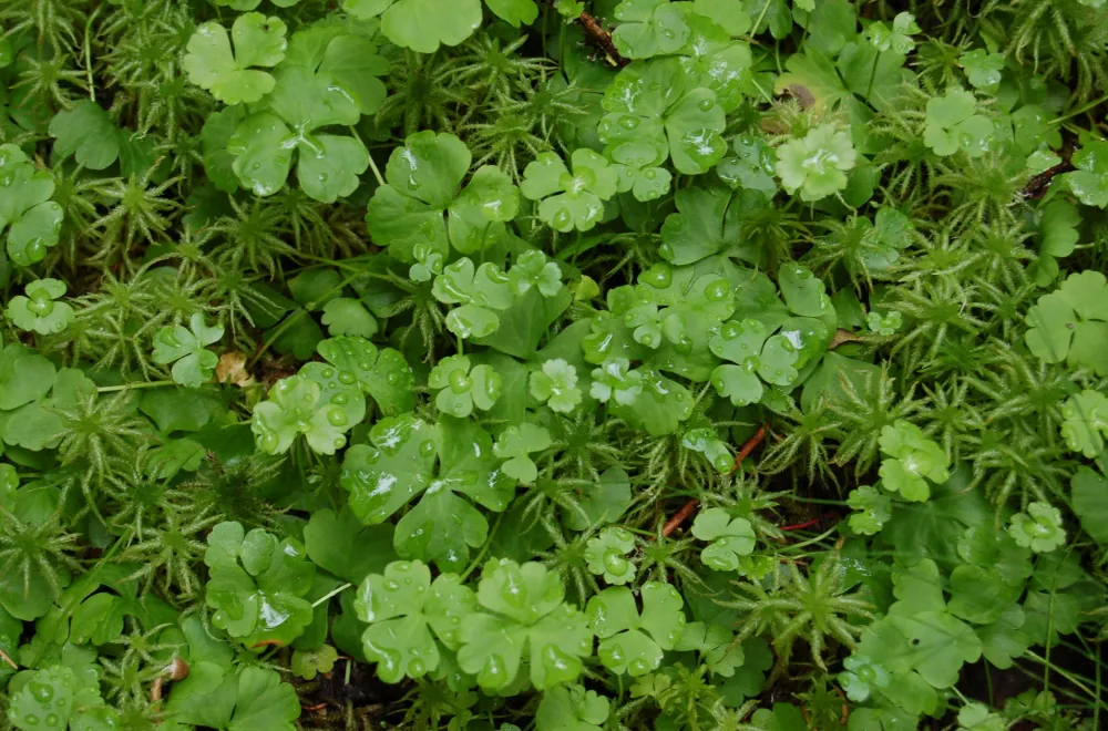 Gullsjöleden (copy) (copy)