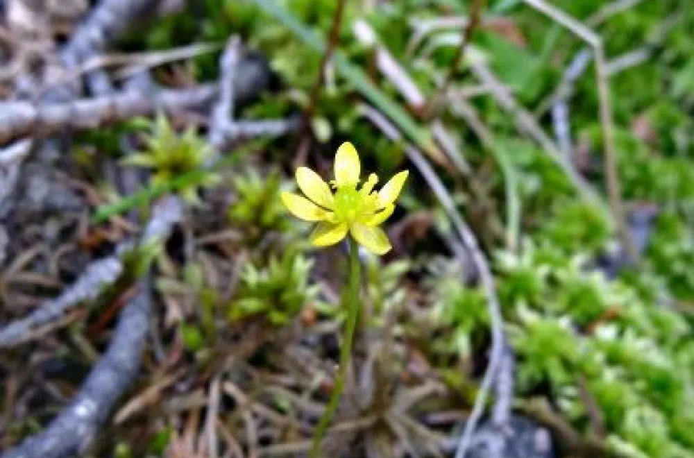 Gullsjöleden (copy) (copy) (copy)