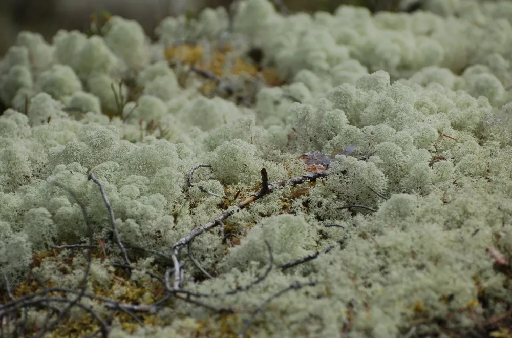 Gullsjöleden (copy) (copy) (copy) (copy)