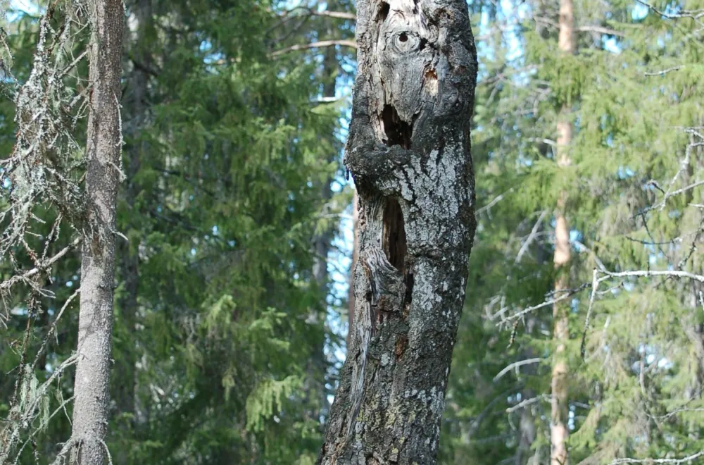 Gullsjöleden (copy) (copy) (copy) (copy)