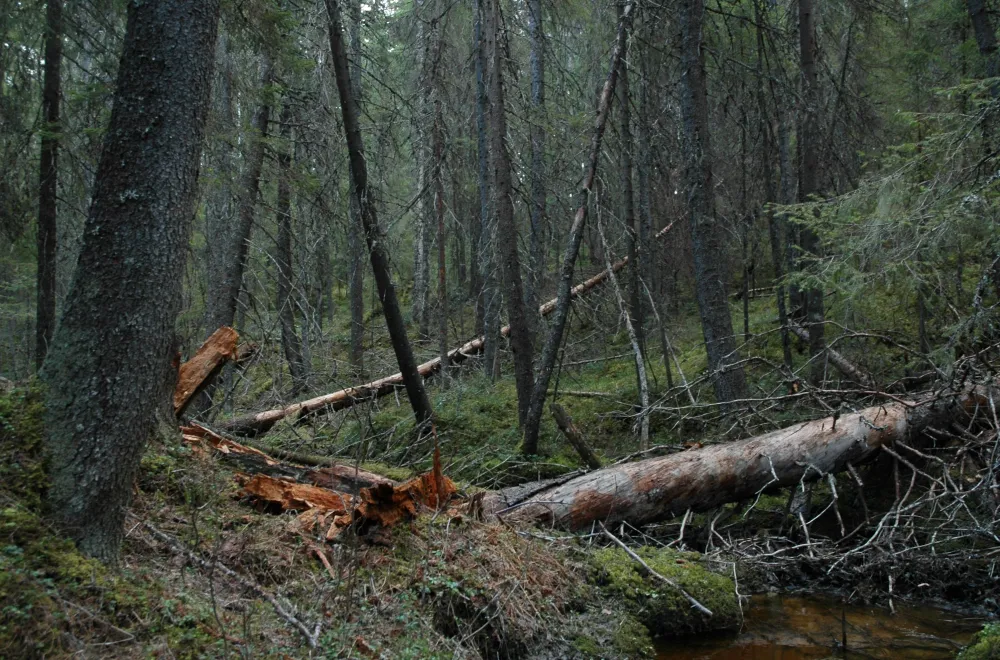 Gullsjöleden (copy) (copy) (copy) (copy)