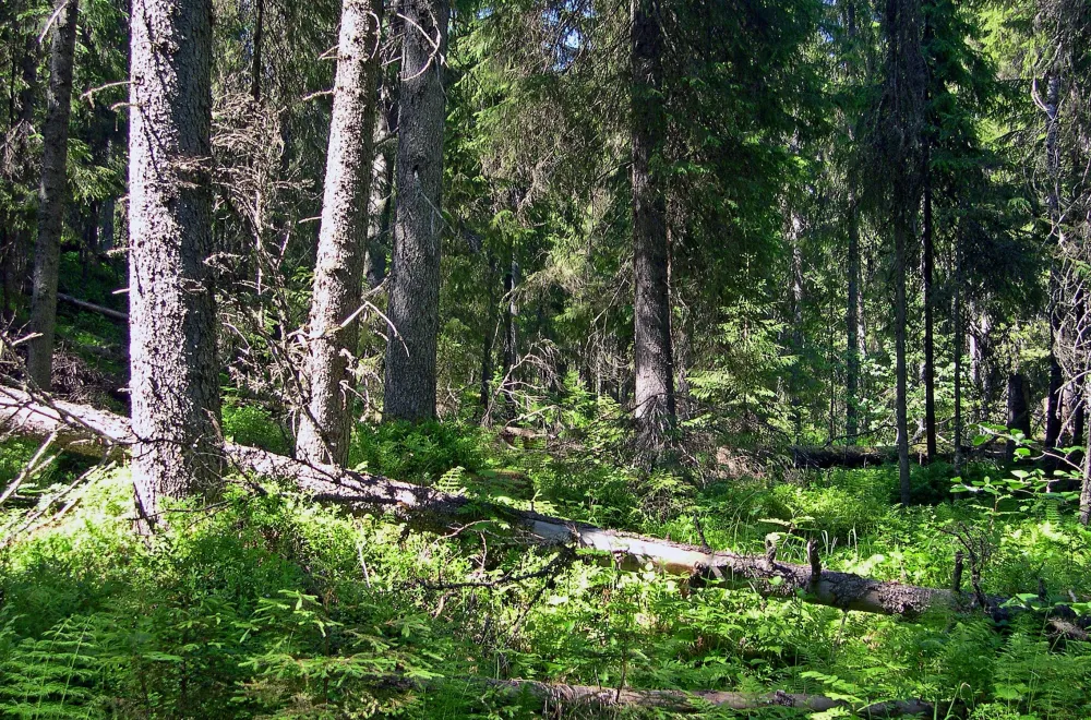 Gullsjöleden (copy) (copy) (copy) (copy)