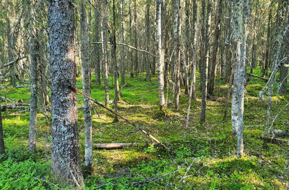 Gullsjöleden (copy) (copy) (copy) (copy) (copy)