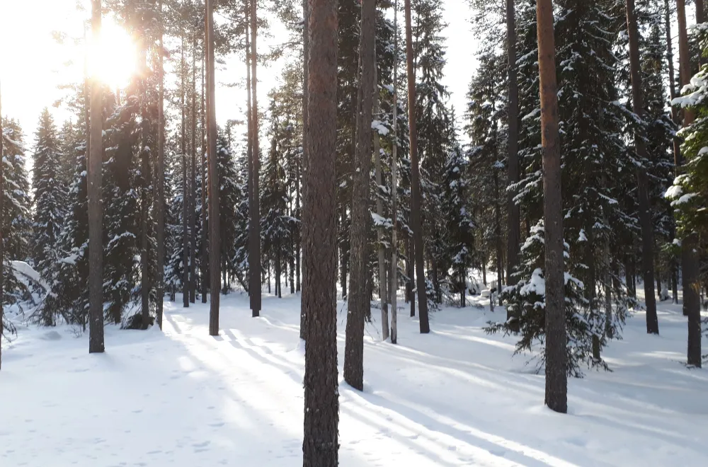 Gullsjöleden (copy) (copy) (copy) (copy) (copy) (copy)