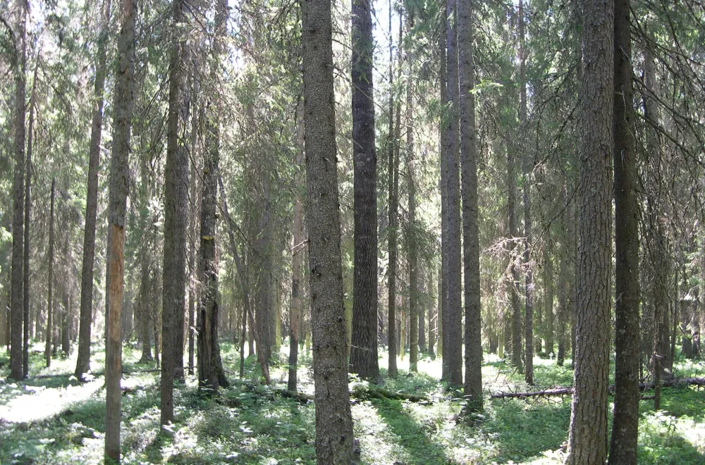 Gullsjöleden (copy) (copy) (copy) (copy) (copy) (copy)