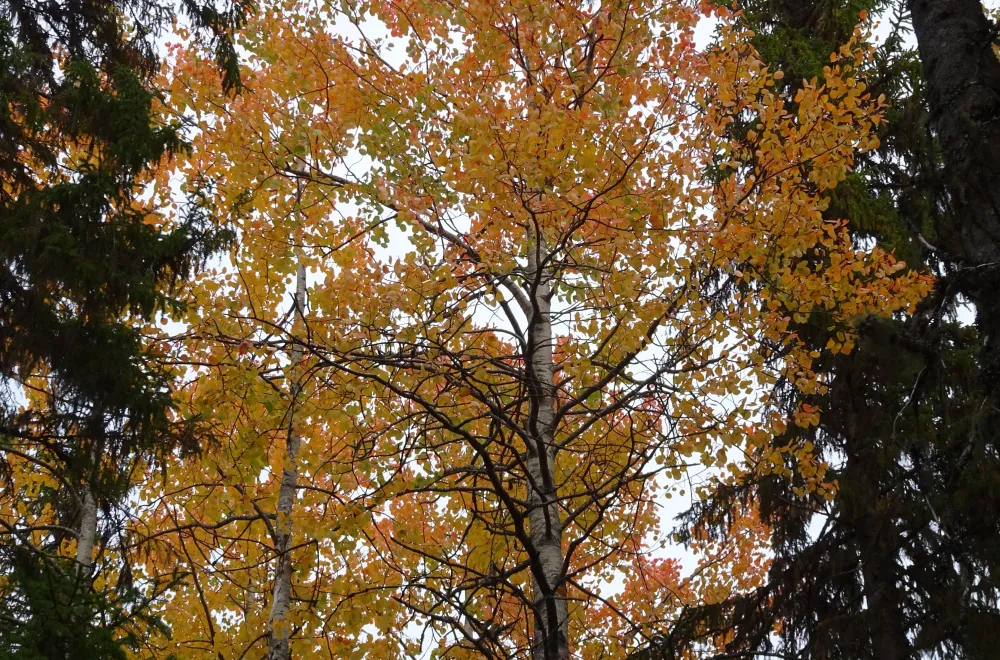 Gullsjöleden (copy) (copy) (copy) (copy) (copy) (copy) (copy)