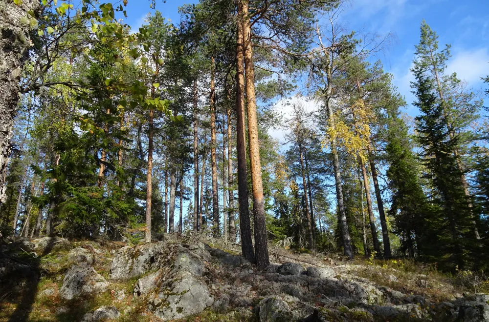 Gullsjöleden (copy) (copy) (copy) (copy) (copy) (copy) (copy)