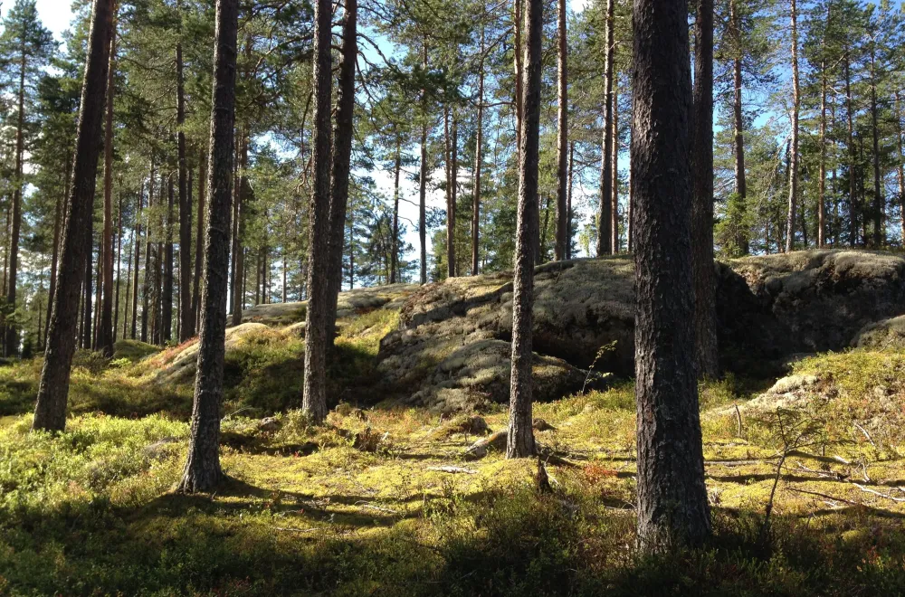 Gullsjöleden (copy) (copy) (copy) (copy) (copy) (copy) (copy)