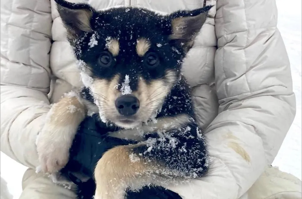 Dogsledding Tours at VitaNorse 