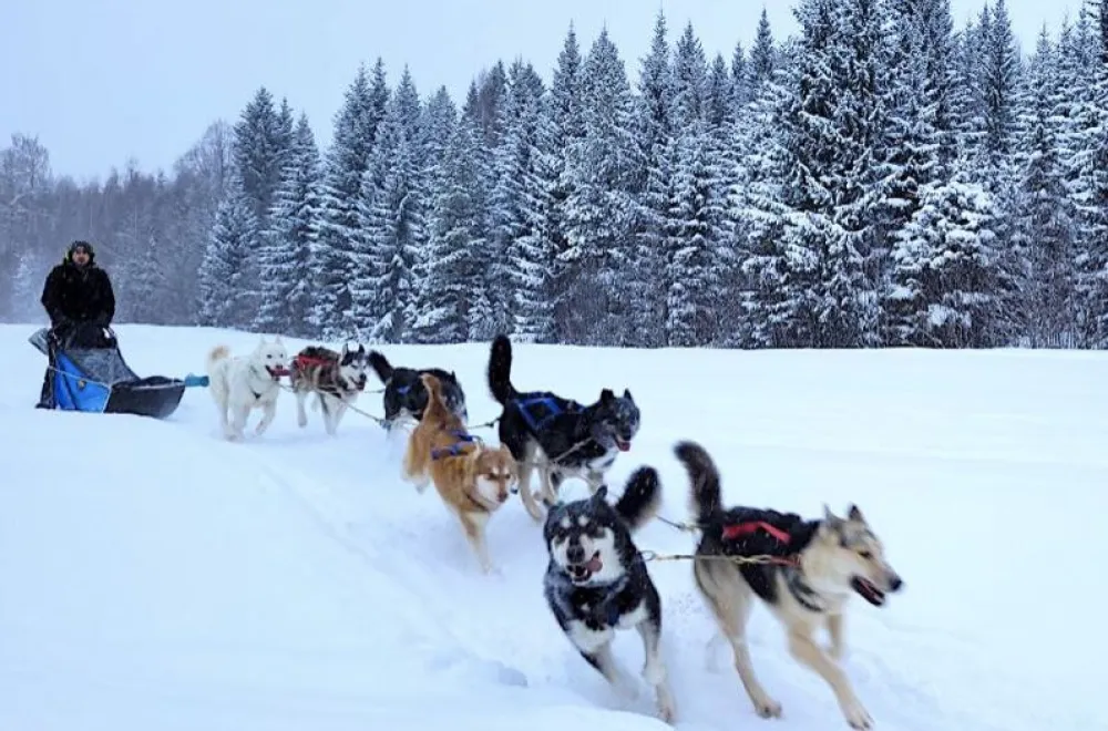 Dogsledding Tours at VitaNorse 
