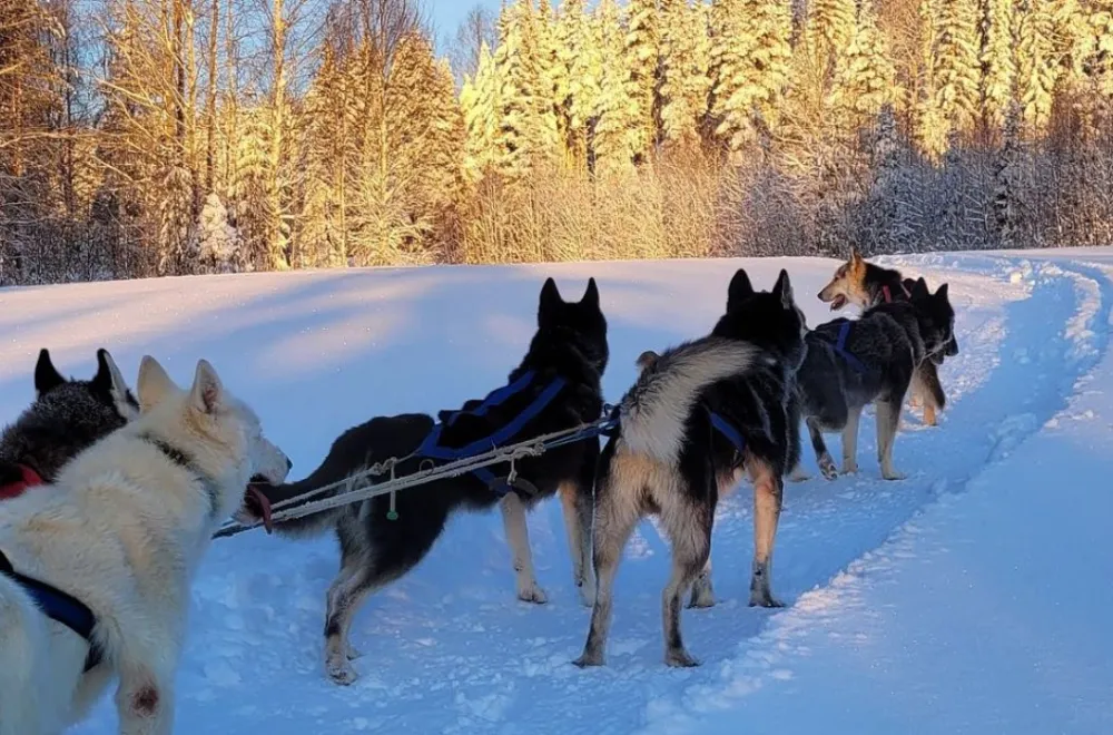 Dogsledding Tours at VitaNorse 