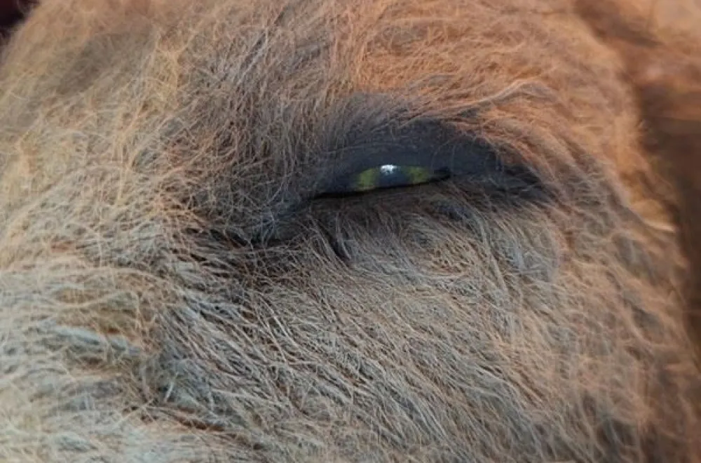 Opening - Umeå konsthall