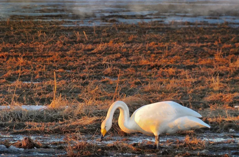 Guided birdwatching tour