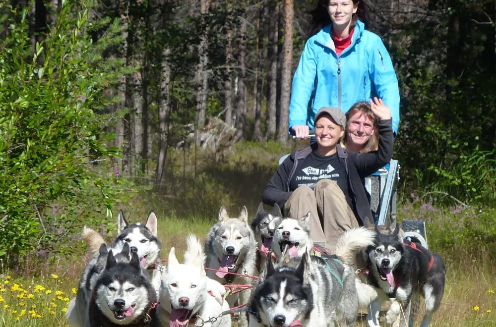 Dog Sledding on Wheels - Rookie run, with Aurora Borealis Adventures