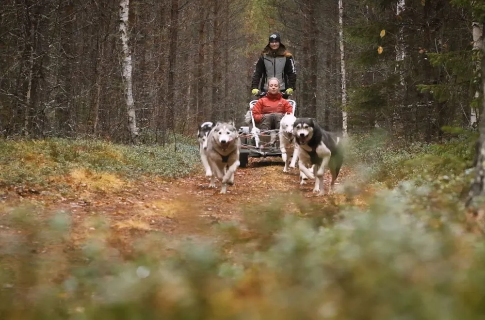 Dog Sledding on Wheels - Rookie run, with Aurora Borealis Adventures