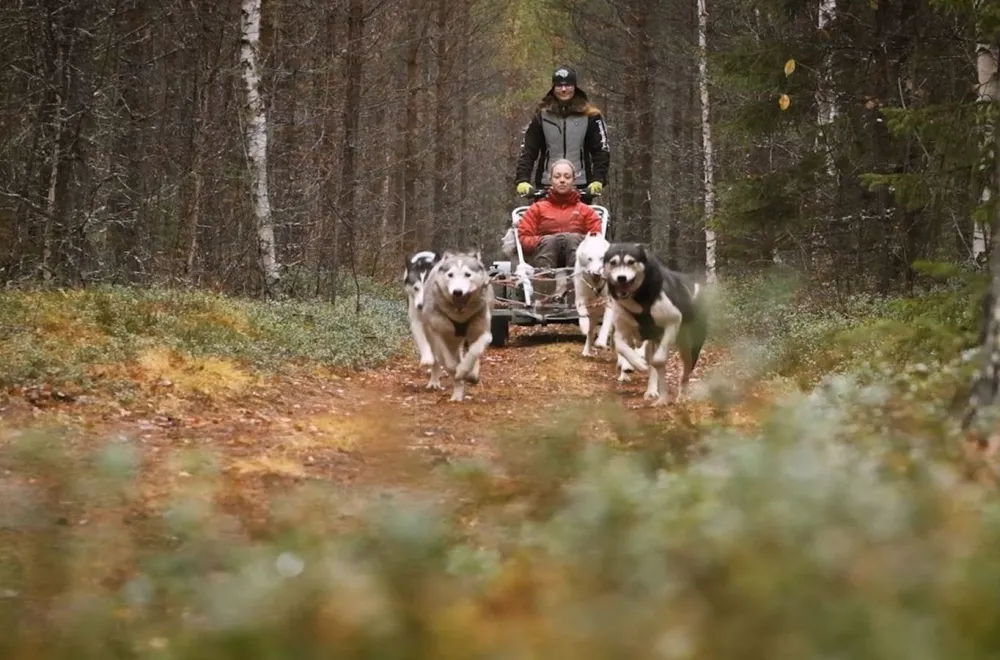 Dog Sledding on Wheels - Half-Day Tour, with Aurora Borealis Adventures 