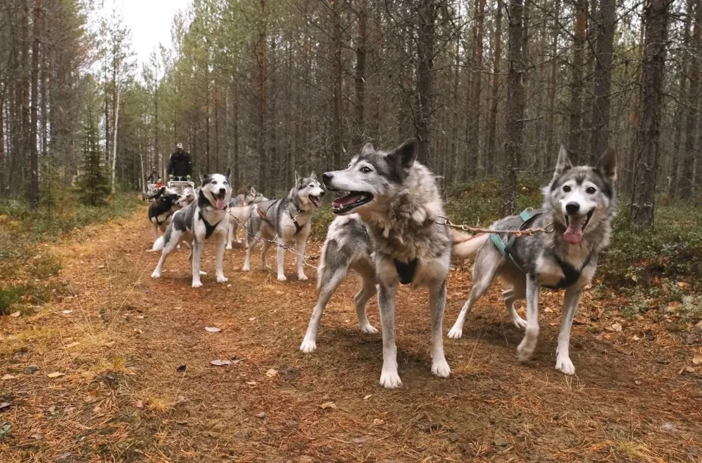 Dog Sledding on Wheels - Half-Day Tour, with Aurora Borealis Adventures 