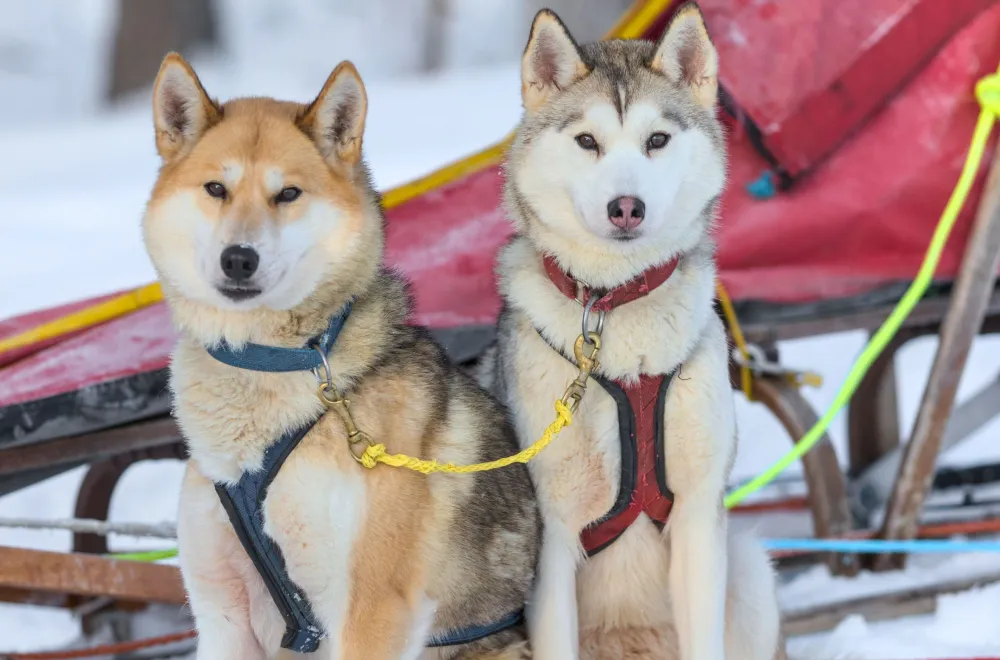 Dog sledding with Aurora Borealis Adventures