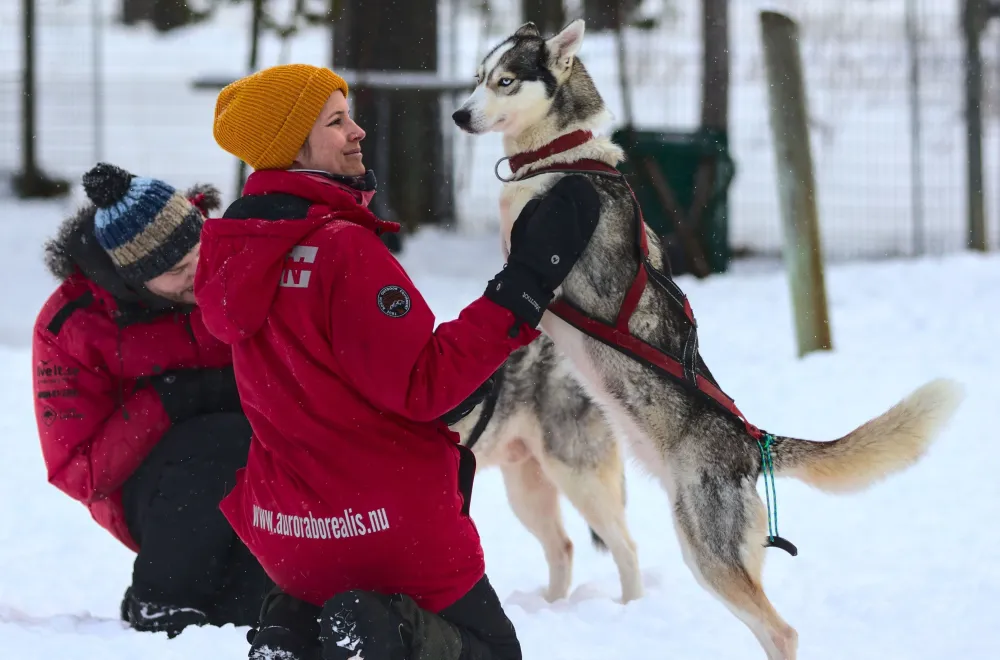 Dog sledding with Aurora Borealis Adventures