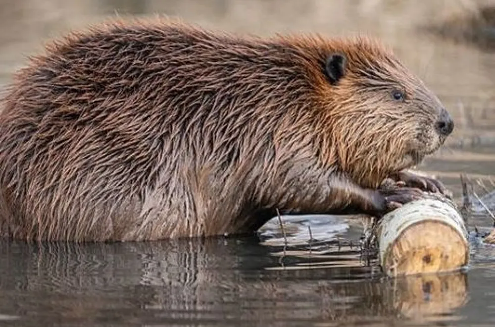 Beaver safari with paddle boards