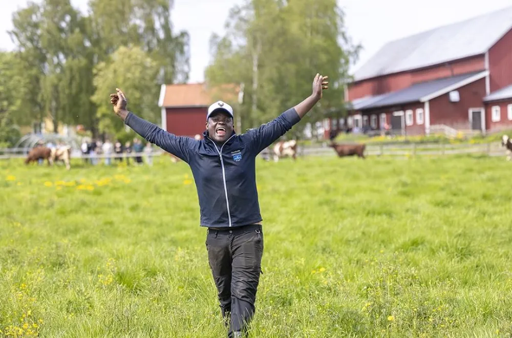 Cow Release Day at Röbäck