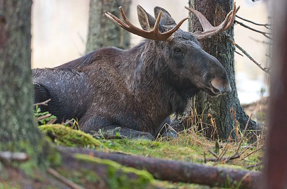 Ståtlig älg hos Älgens Hus