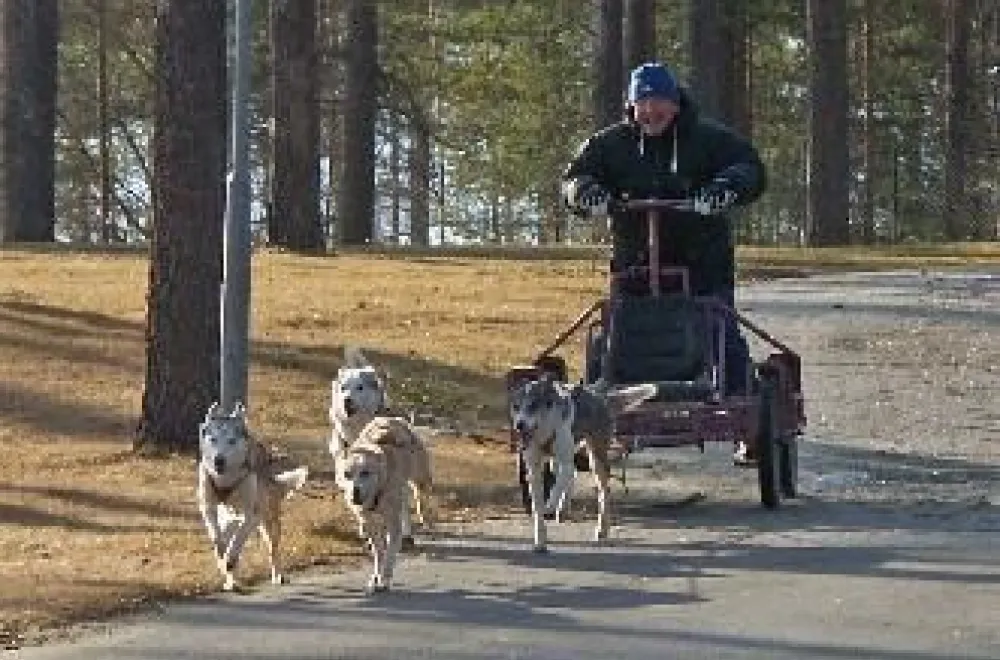 Aurora Borealis Adventure Hundspann på hjul