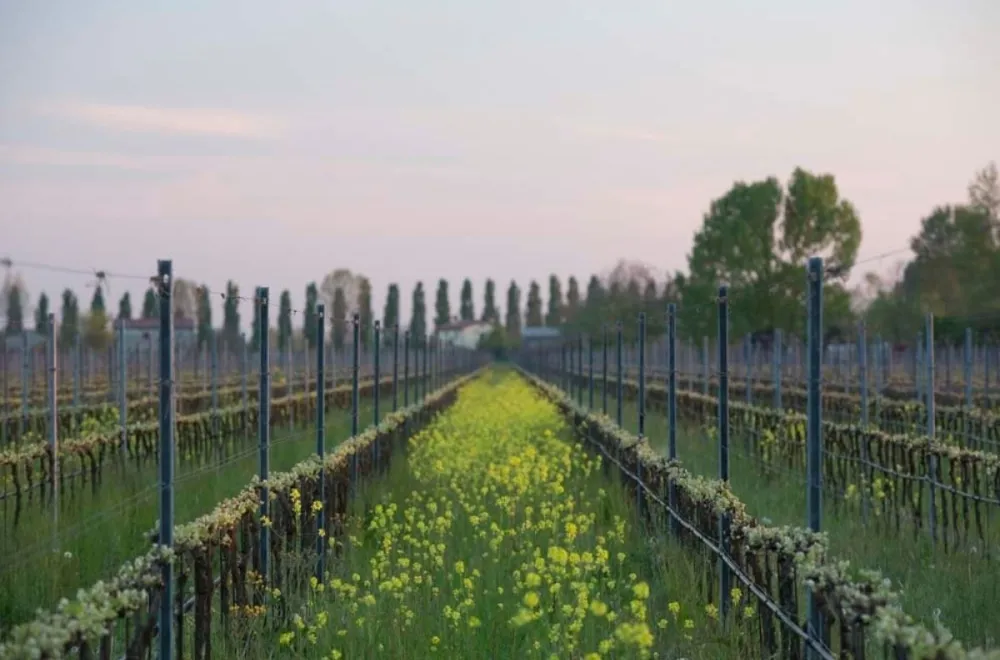 Winemaker’s Dinner with Domenico Cescon 