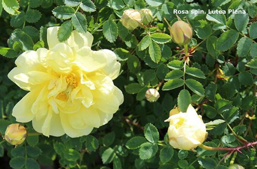 Rosa Aurora Borealis, show rose garden