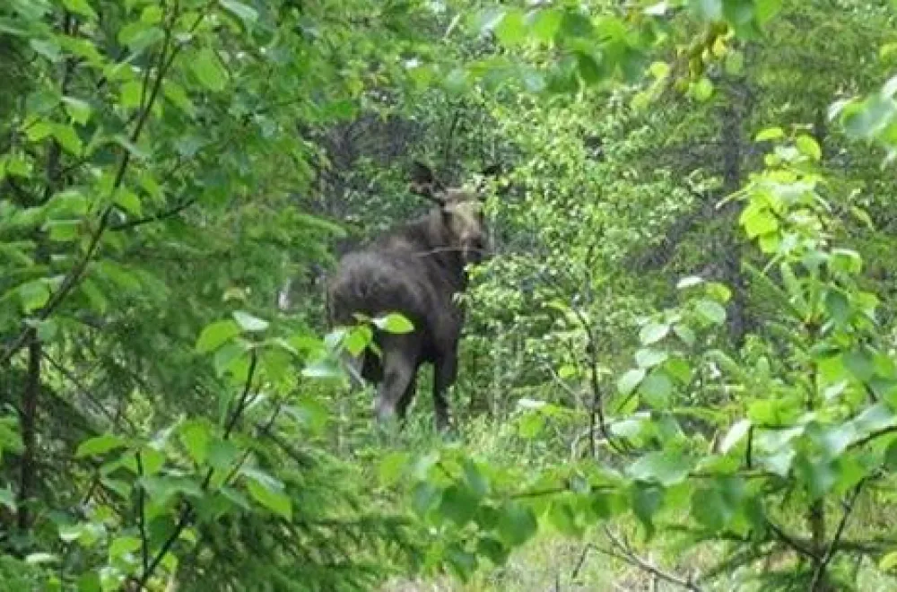 Moose safari