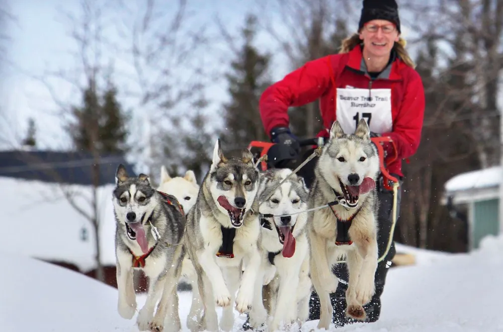 Dog sled ride with Hedlunda Husky