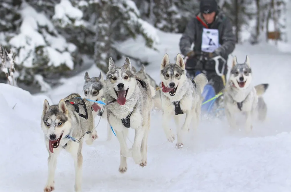 Dog sled ride with Hedlunda Husky