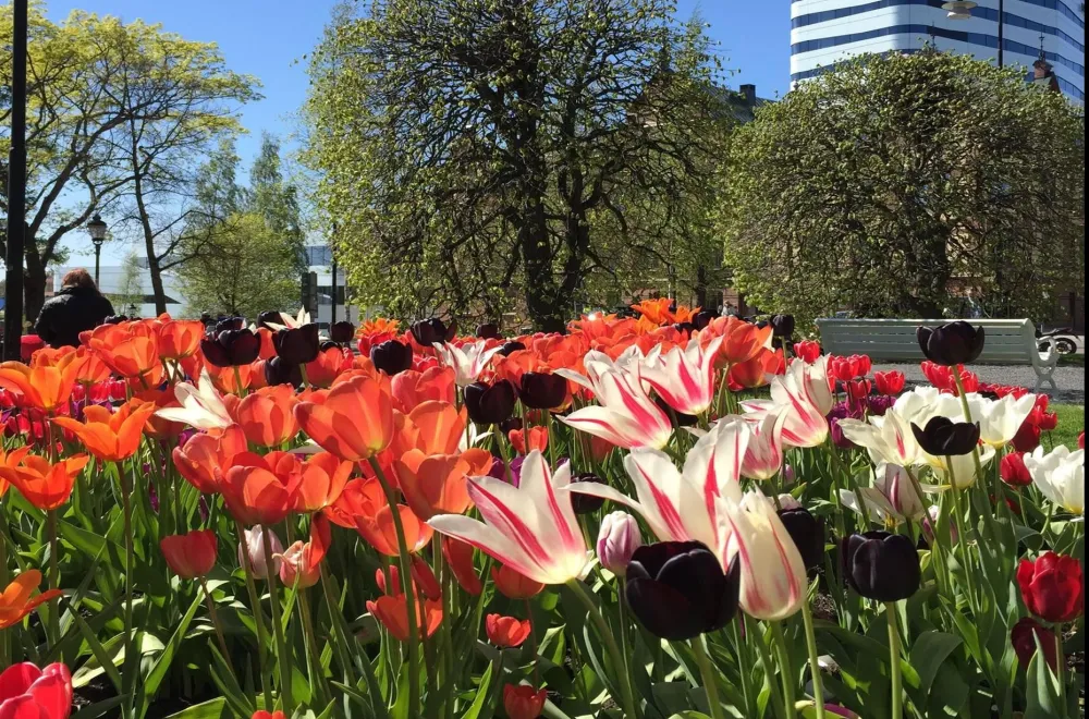 Free city tours on foot