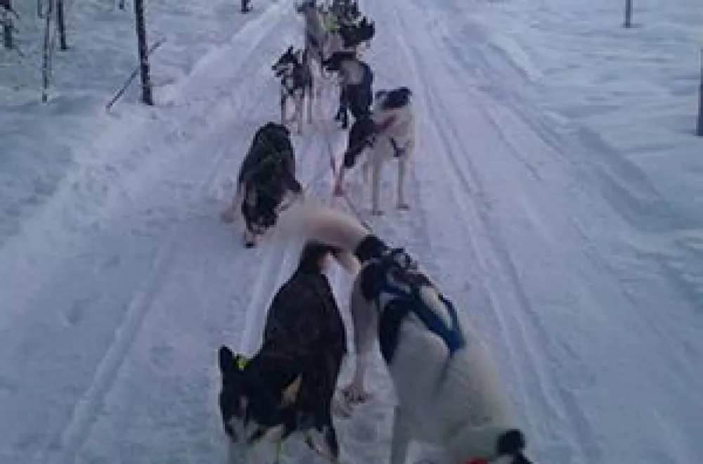 Dog sledding with River Lake Huskies