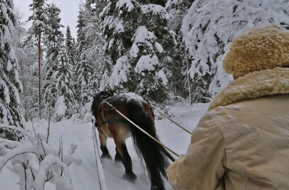 Northern Lights by horse and sleigh